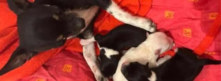 🌸 Naissance chez nos Chihuahuas : bienvenue aux bébés de June !