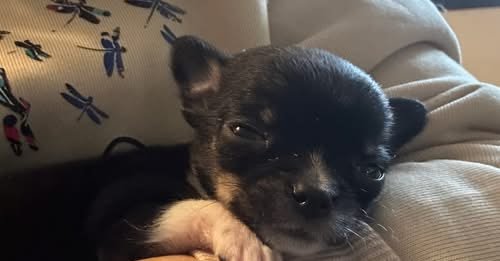 💛 Sauvons Pinceau, un bébé Chihuahua né avec une fente palatine : Magalie a besoin de nous